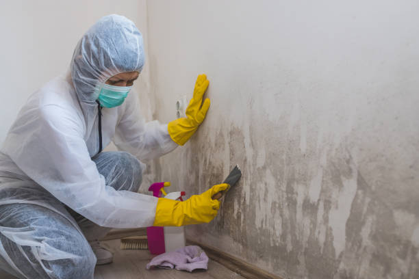Best Residential Mold Removal  in Latta, SC