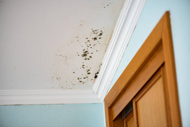 Best Commercial Mold Removal  in Latta, SC