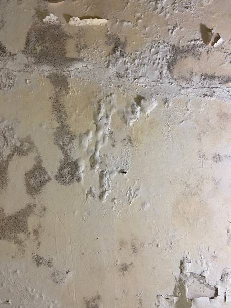 Best Office Mold Removal Services  in Latta, SC
